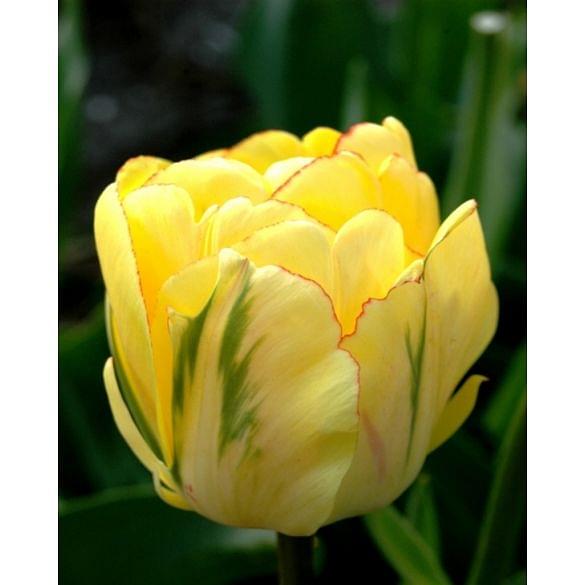 Tulip Akebono