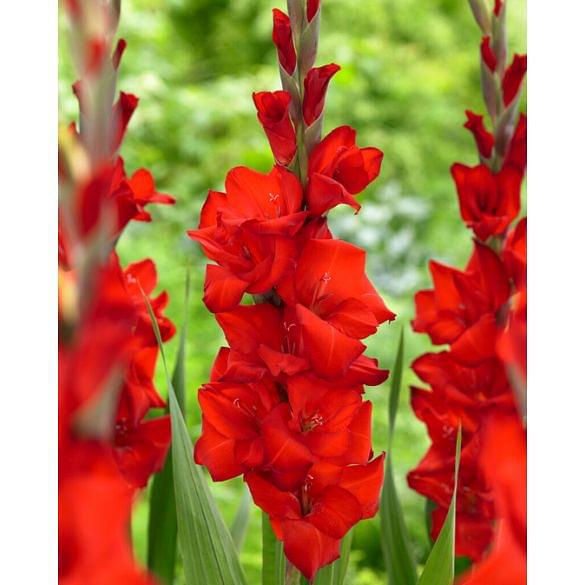 Gladiolus Red Balance ®