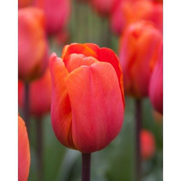 Tulip Annie Schilder Bulb