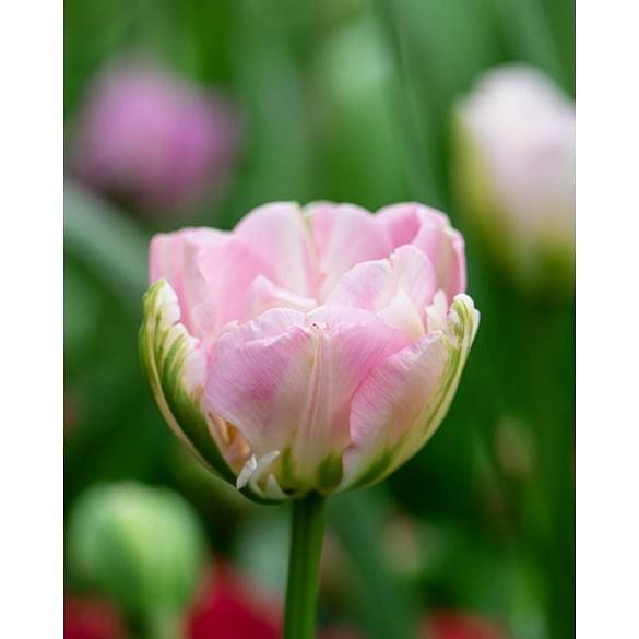 Tulip Finola