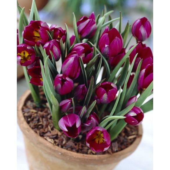 Tulip Humilis Odalisque Bulb