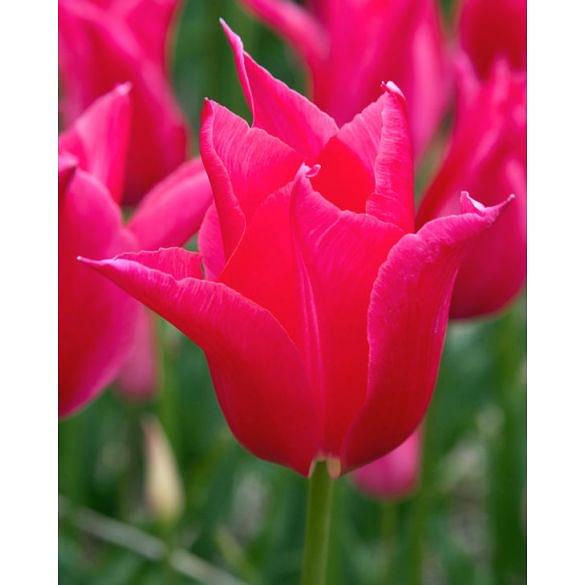 Tulip Mariette 
