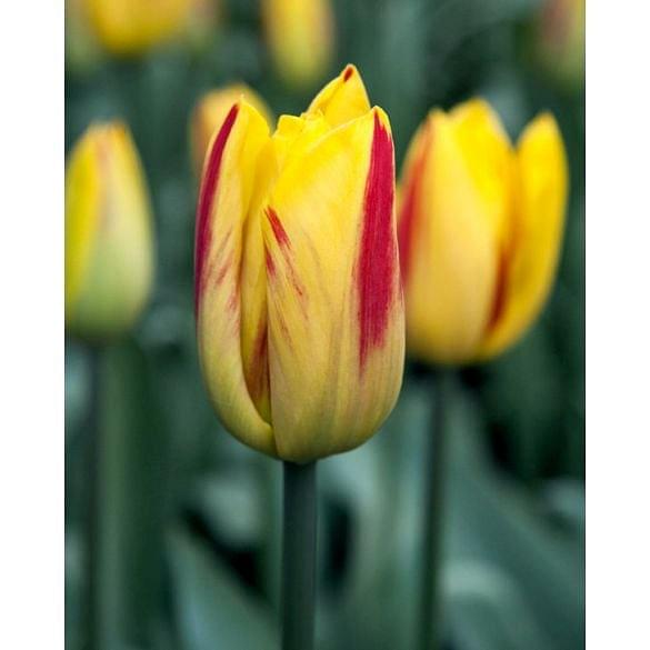 Tulip Washington