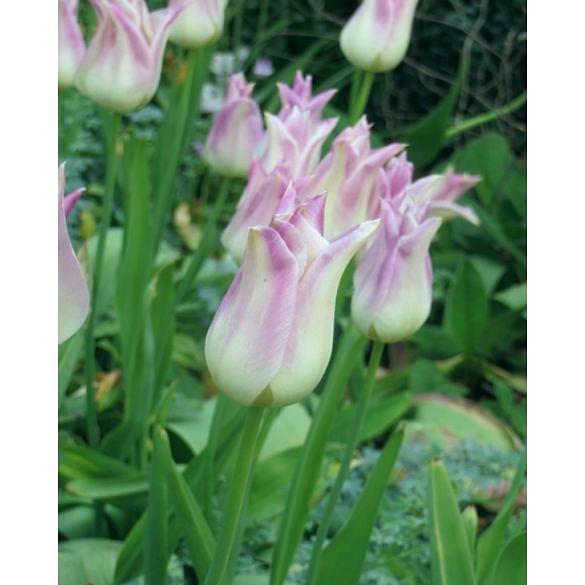 Tulip Elegant Lady Bulb