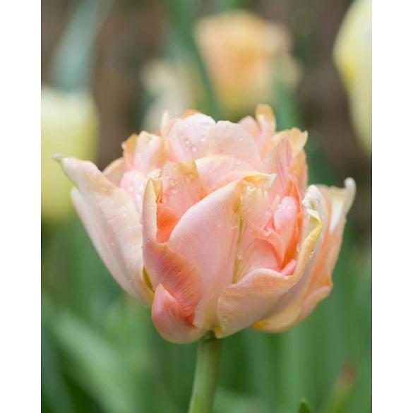 Tulip Charming Beauty