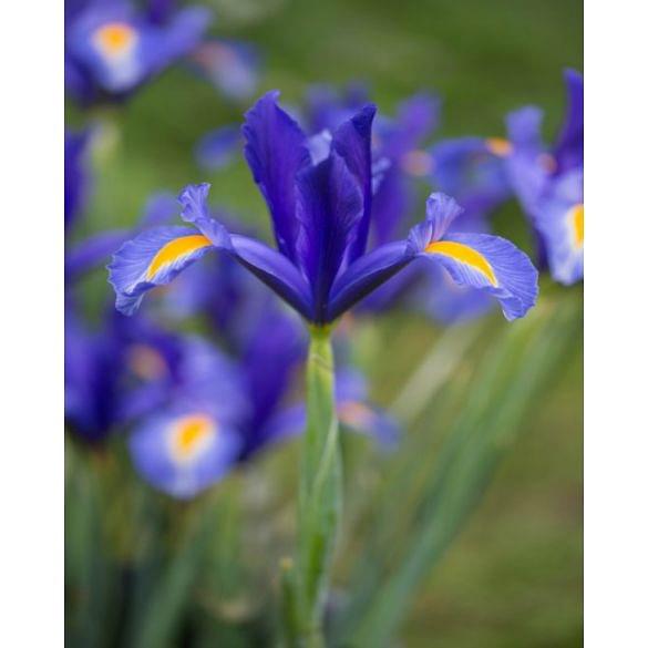Dutch Iris Sapphire Beauty Bulb