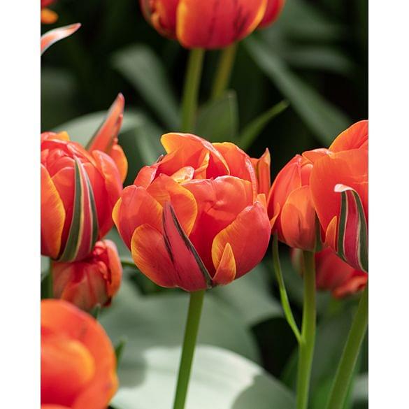 Tulip Queensday