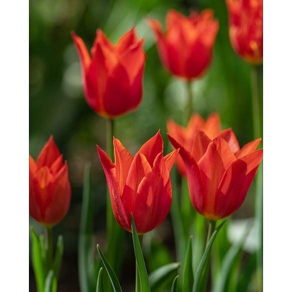 Tulip Synaeda Orange
