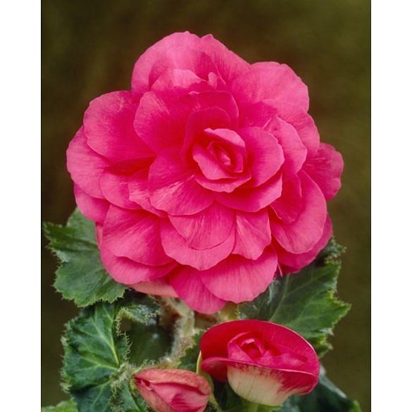 Begonia Double Pink
