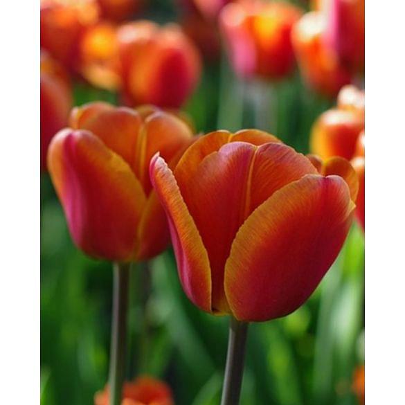 Tulipa Brown Sugar Bulbs