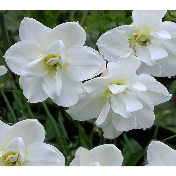 Narcissus Albus Plenus Odoratus Bulb