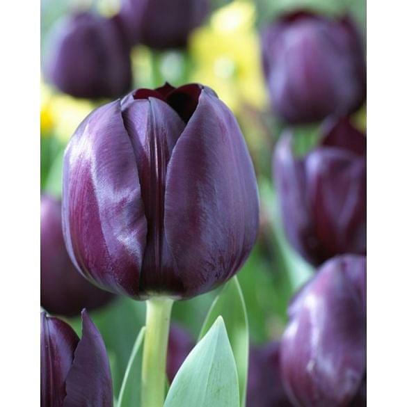 Tulip Black Bean