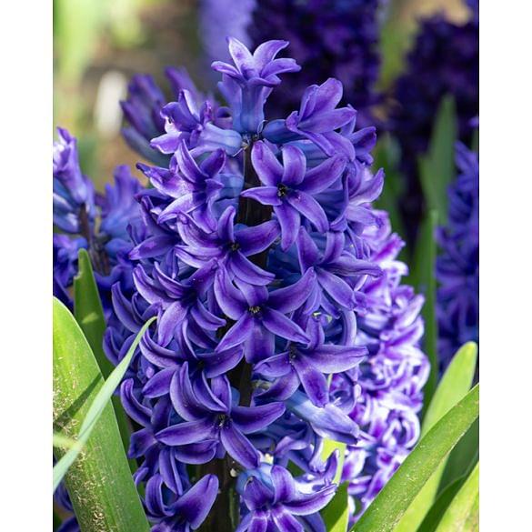 Hyacinth Blue Jacket 