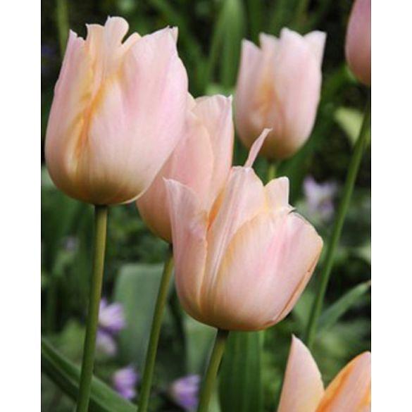 Tulip Apricot Beauty Bulb