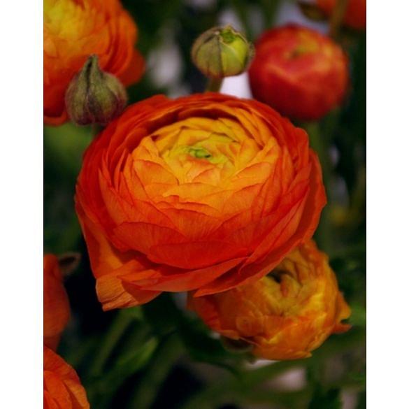 Ranunculus Orange Bulb