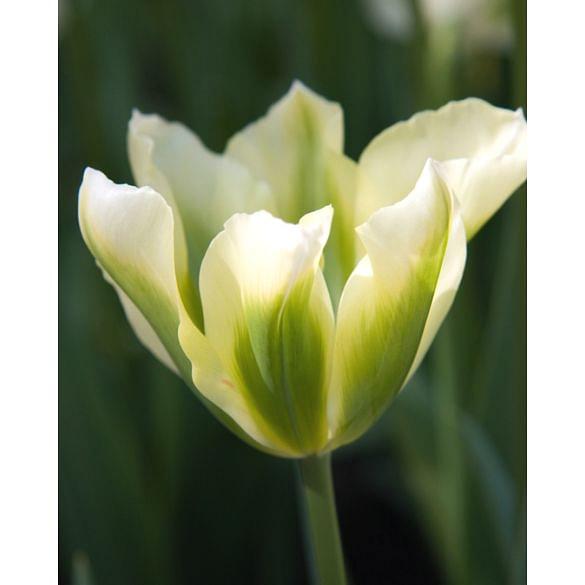 Tulip Spring Green 11/12 cm Bulb