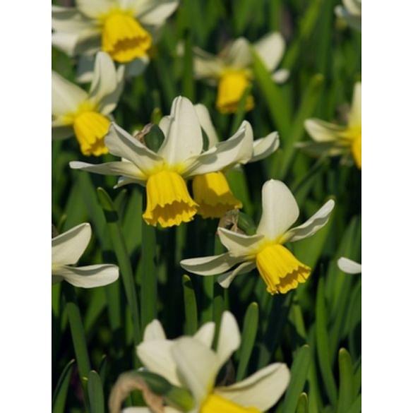 Narcissus Jack Snipe Bulb