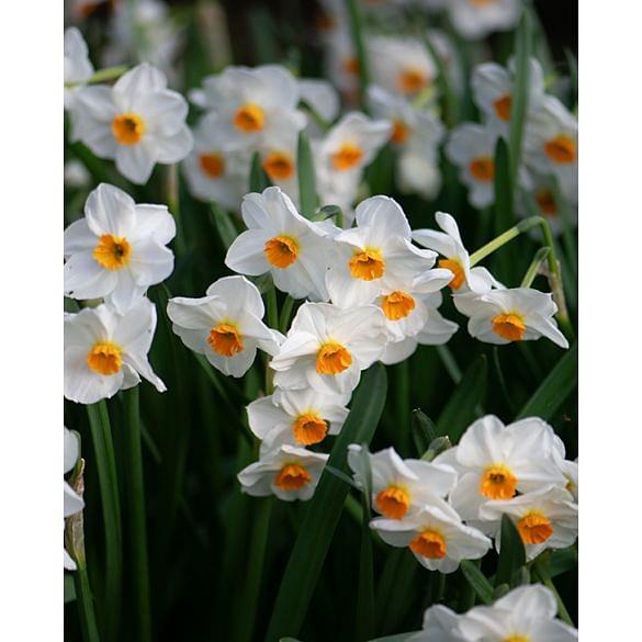 Narcissus Geranium Bulb