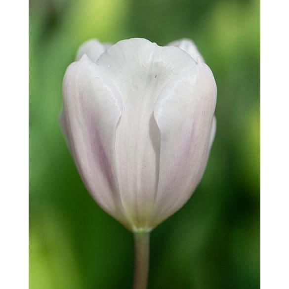 Tulip Fay