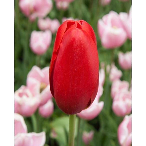 Tulip Sky High Scarlet ®