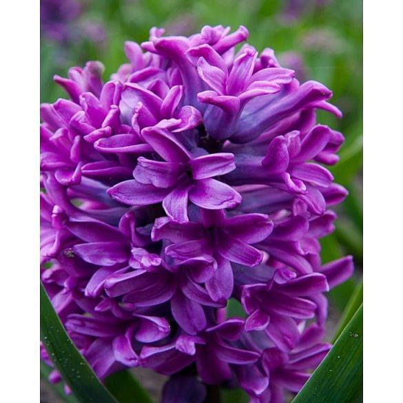 Hyacinth Miss Saigon Bulb