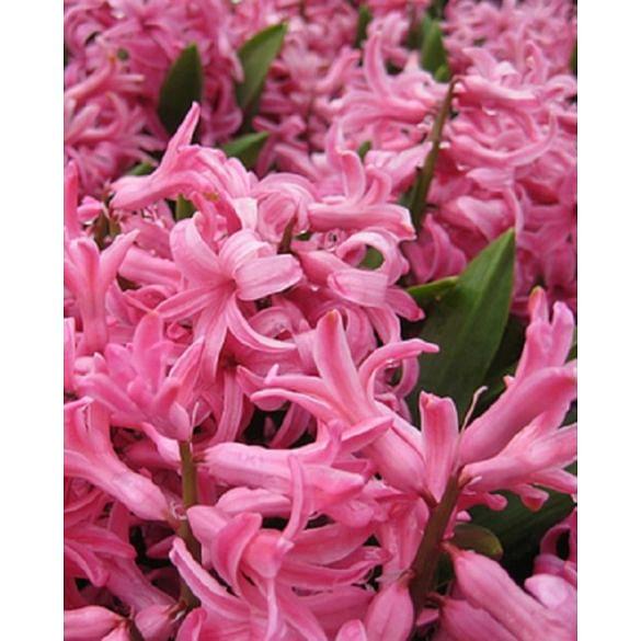 Multiflora Hyacinth Pink Pearl 