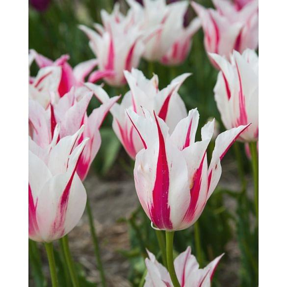 Tulip Marilyn Bulb