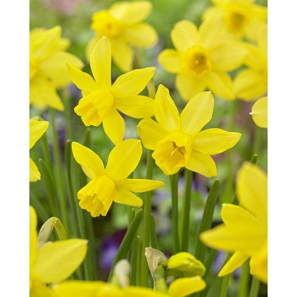 Narcissus Yellow Sailboat
