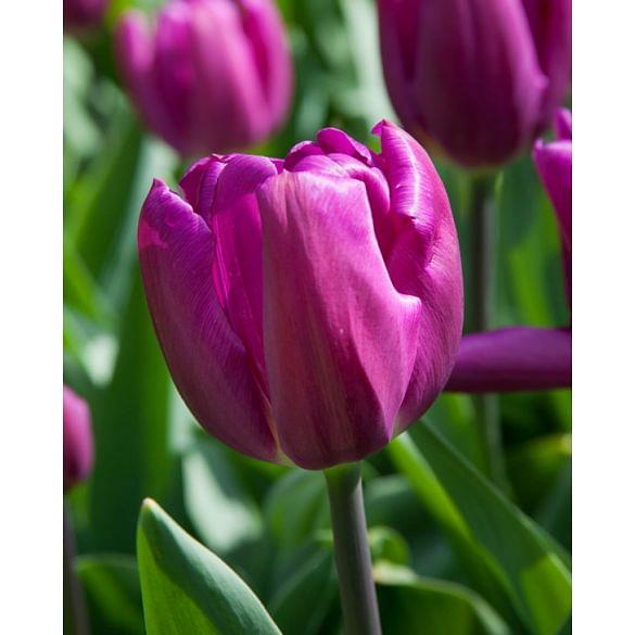Tulip Purple Flag 