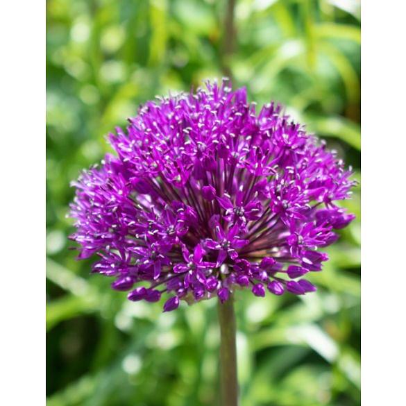 Allium Purple Sensation (Hollandicum)