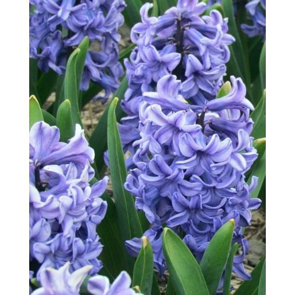 Hyacinth Blue Star Bulb