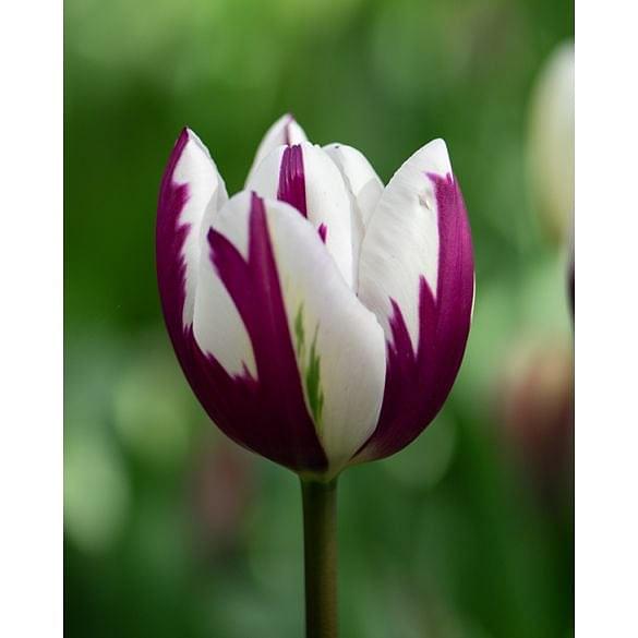 Tulip Rem's Favourite Bulb