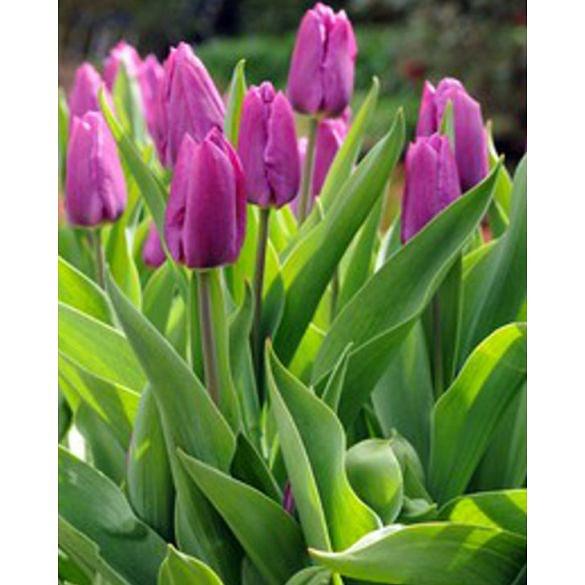 Tulip Attila Bulb