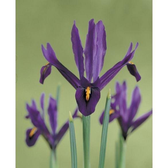 Iris Reticulata J. S. Dijt