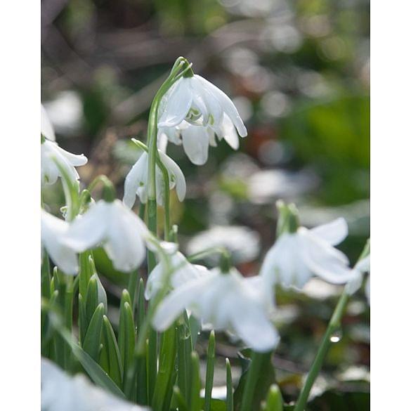 Snowdrop Galanthus Double (Flore Pleno) In The Green 