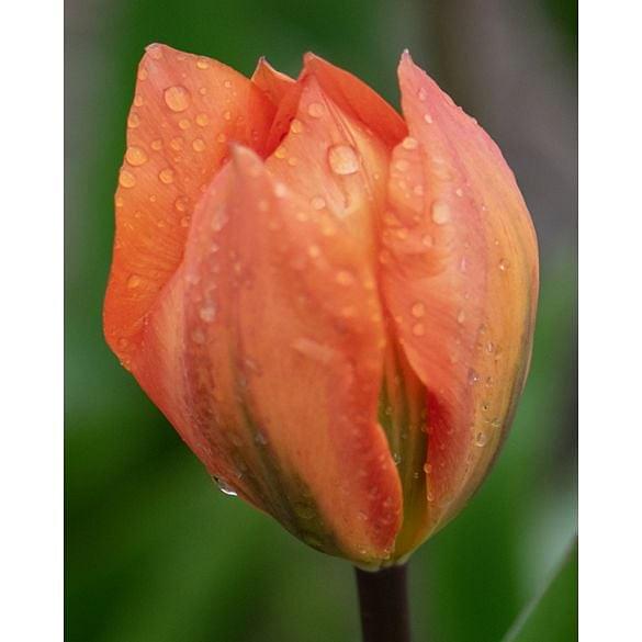 Tulip Orange Emperor 