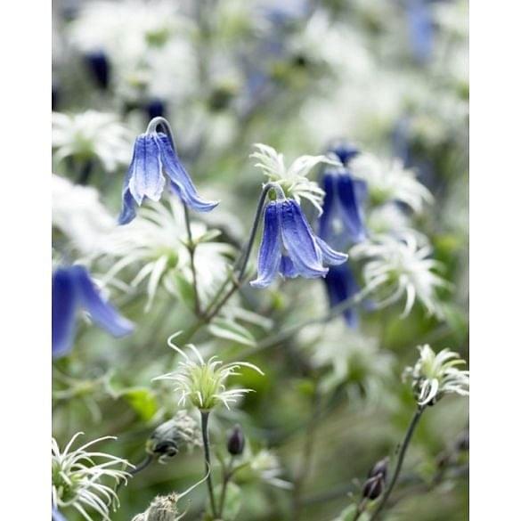 Clematis Blue Ribbons