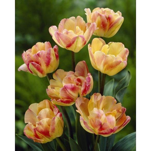 Tulip Creme Upstar
