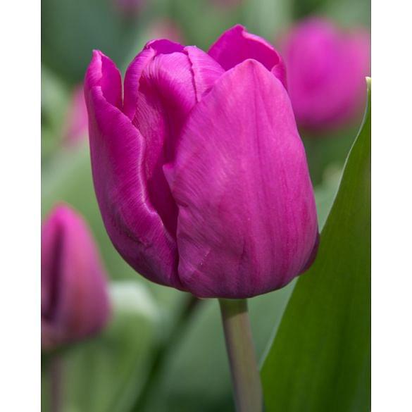 Tulip Purple prince
