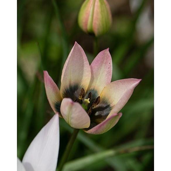 Tulip Danique