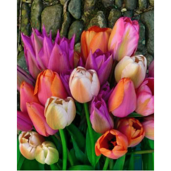 Sorbet Tulip Collection
