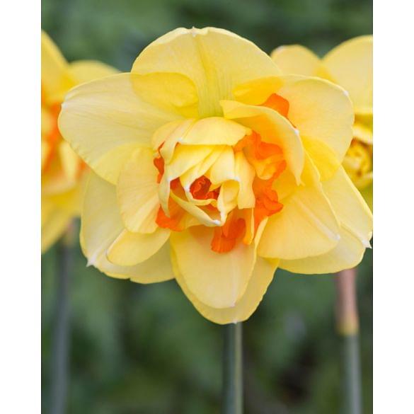 Narcissus Tahiti 12/14 cm Bulb