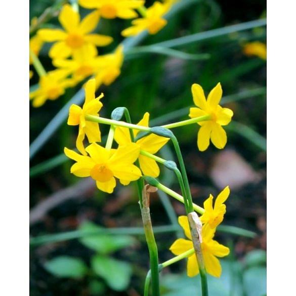 Narcissus Baby Moon Bulb