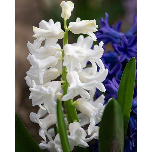 Hyacinth White Pearl 