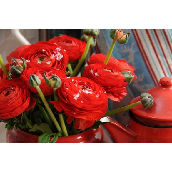 Ranunculus Red Bulb