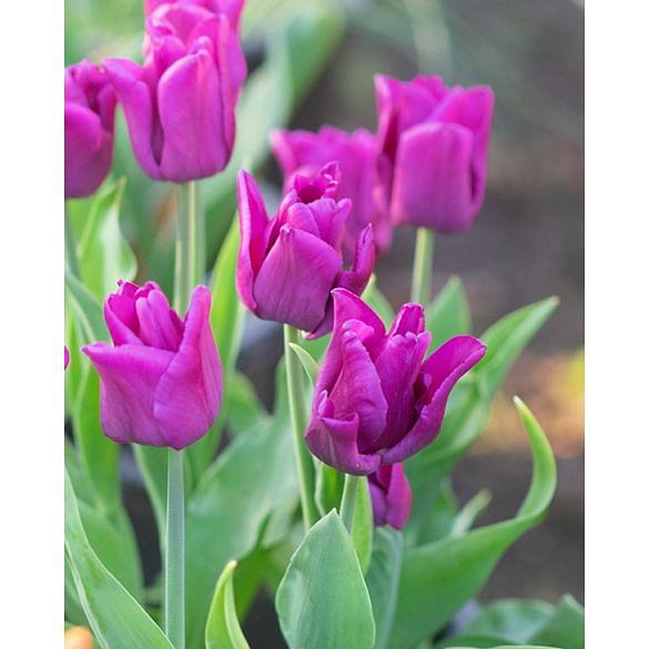 Tulip Passionale 