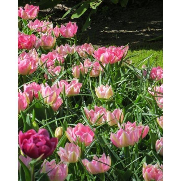 Tulip Peach Blossom 