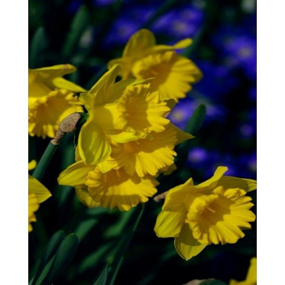 Dutch master daffodil bulb