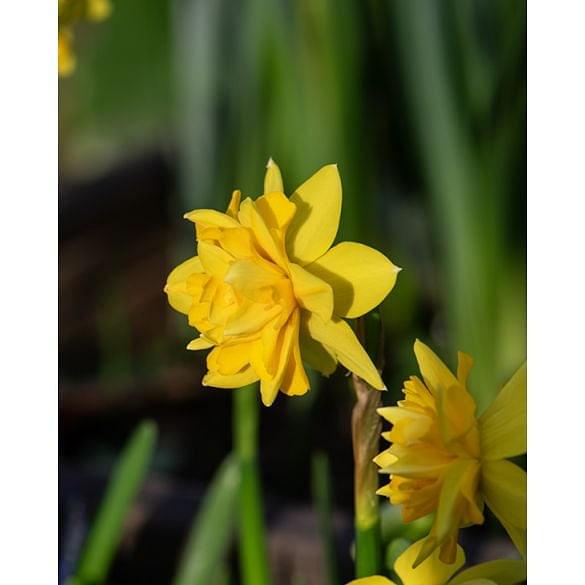 Narcissus Tete Boucle 