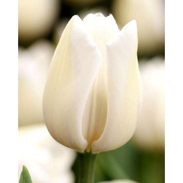 Tulip Angel's Wish Bulb